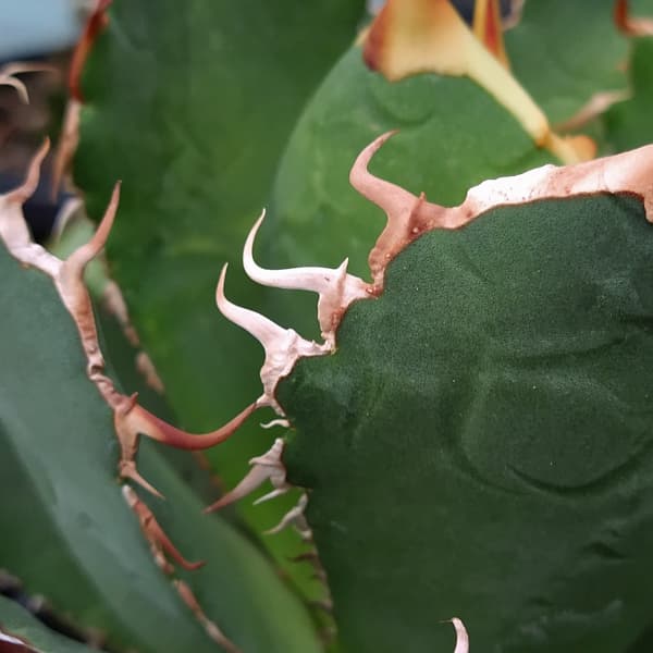 園芸ネット本店｜アガベ：チタノタ ローズ（24-E47） の通販【公式】