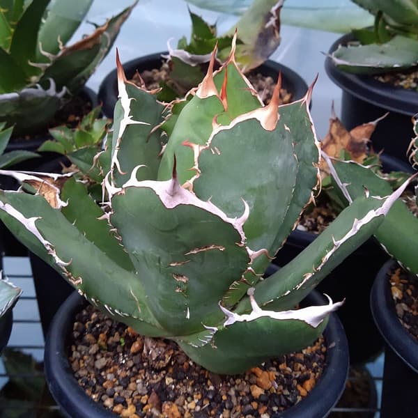 アガベ　チタノタローズ 園芸ネット本店｜アガベ：チタノタ ローズ（24-E51） の通販【公式】