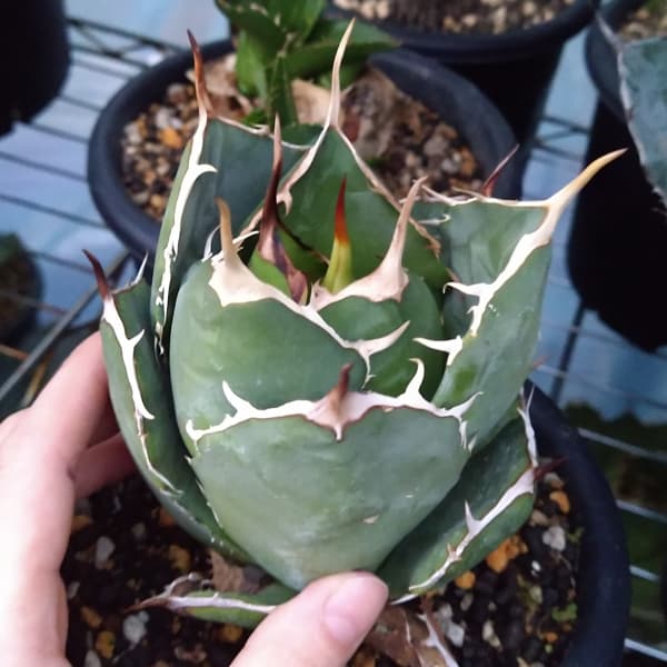 園芸ネット本店｜アガベ：チタノタ ローズ（24-E52） の通販【公式】