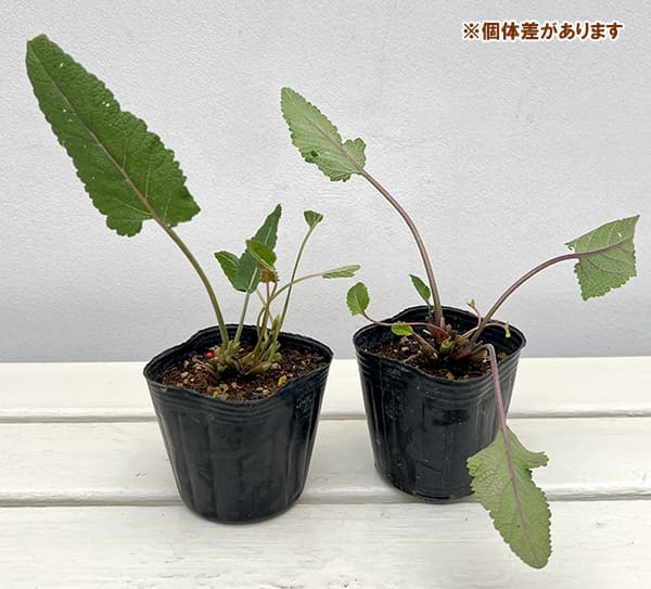 サルビア:ヌタンス3号ポット