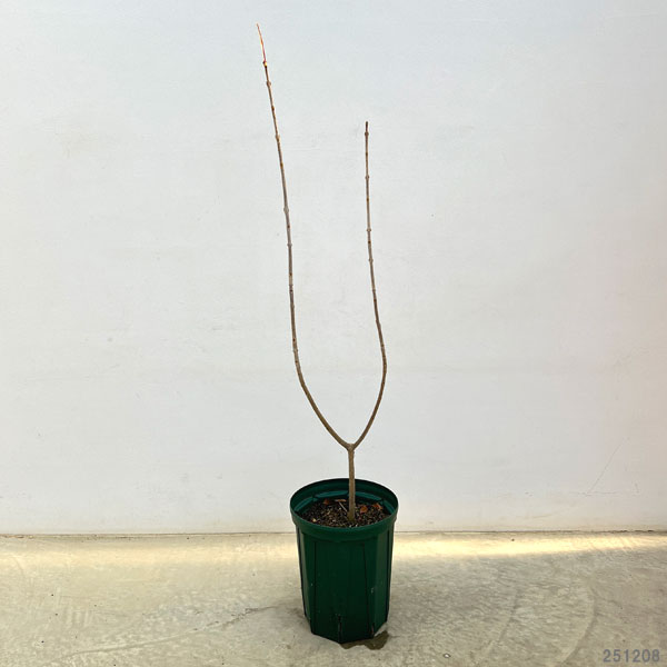 アオダモ:オーレア7号ポット