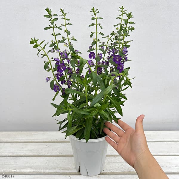 アンゲロニア エンジェルフェイス：ブルー5号鉢植え