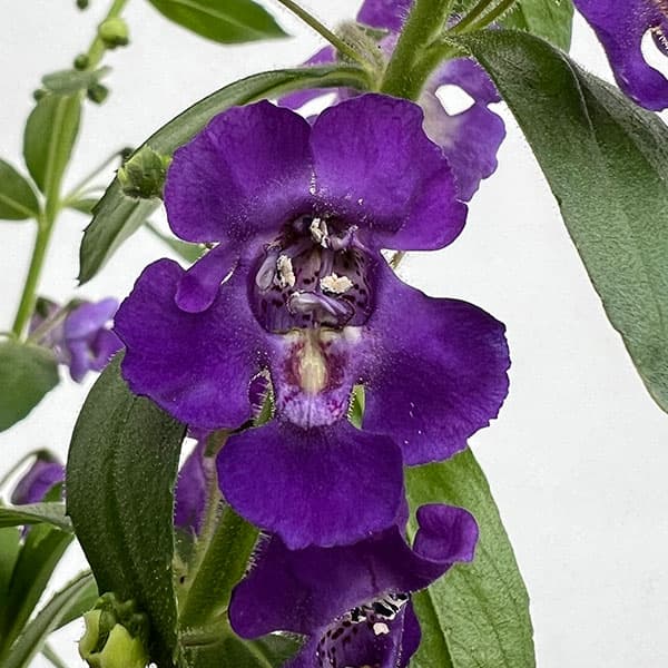 アンゲロニア エンジェルフェイス：ブルー5号鉢植え