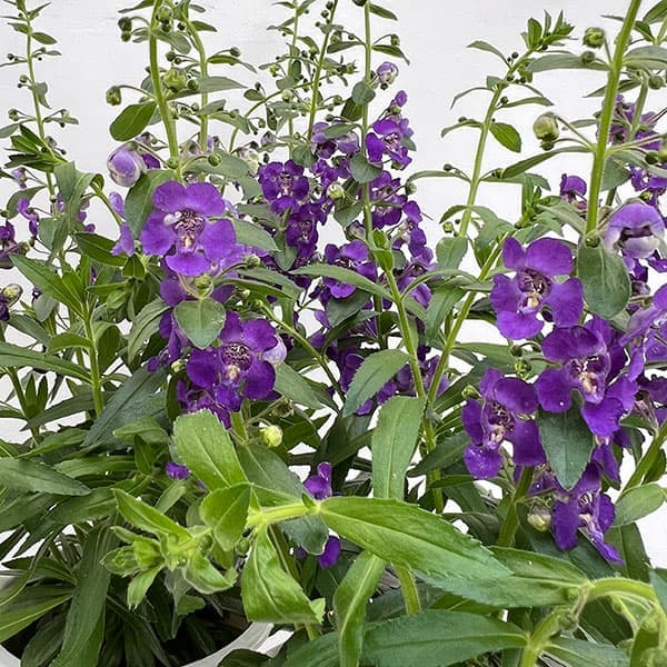 アンゲロニア エンジェルフェイス：ブルー5号鉢植え