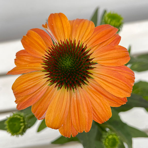 園芸ネット本店｜エキナセア：アルチザン ソフトオレンジ4号ポット の