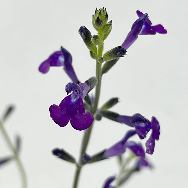 園芸ネット本店｜サルビア：ムエレリ（ロイヤルパープルセージ）3.5号