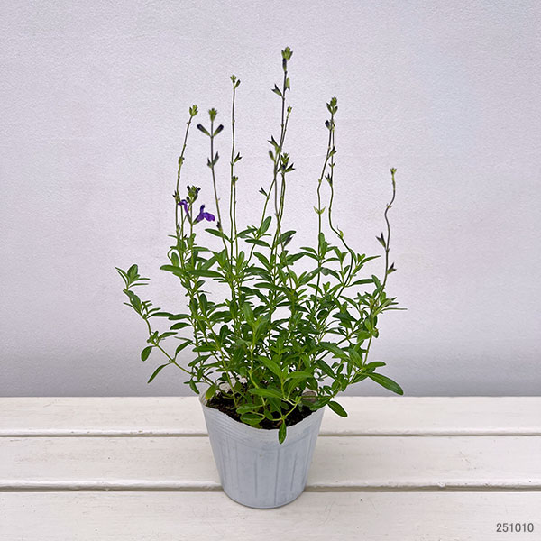 園芸ネット本店｜サルビア：ムエレリ（ロイヤルパープルセージ）3.5号