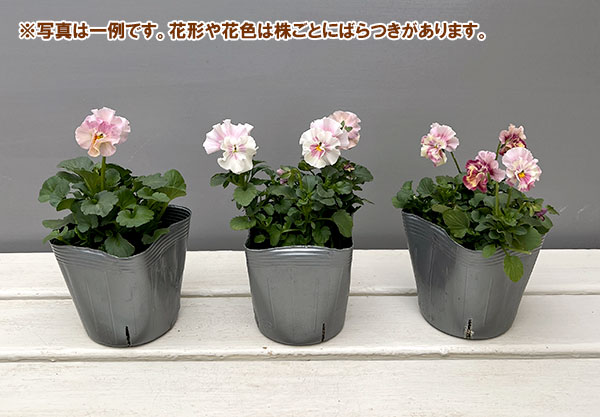 うえたコレクションビオラ：シャボンドール3.5号ポット