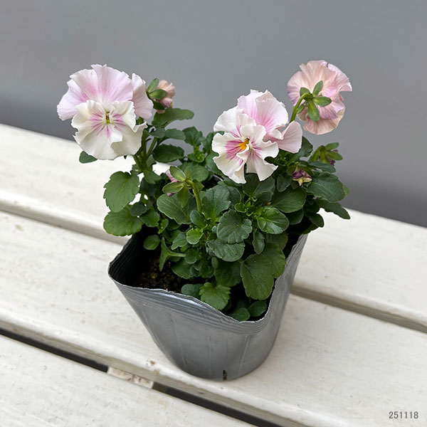 うえたコレクションビオラ：シャボンドール3.5号ポット