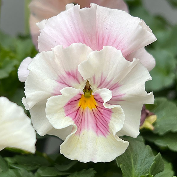 うえたコレクションビオラ：シャボンドール3.5号ポット