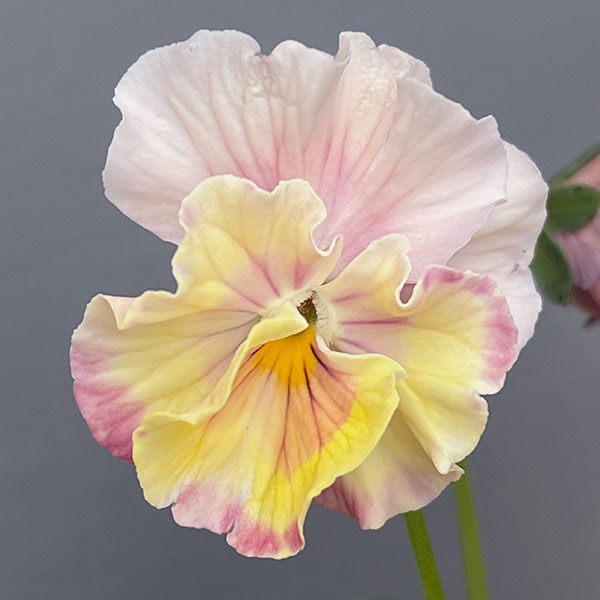 うえたコレクションビオラ：シャボンドール3.5号ポット