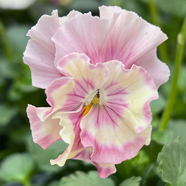 うえたコレクションビオラ：シャボンドール3.5号ポット