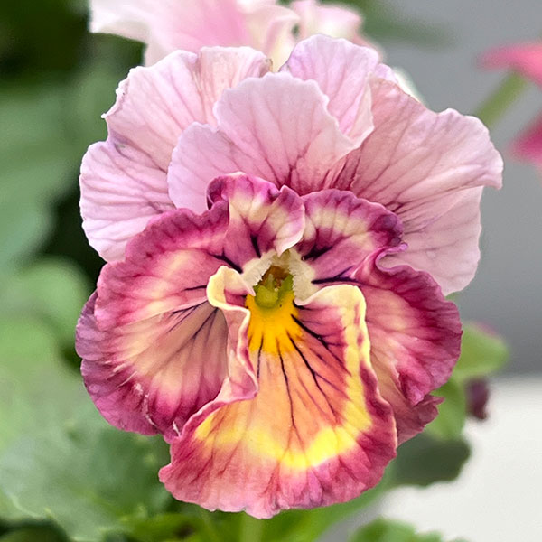 うえたコレクションビオラ：シャボンドール3.5号ポット