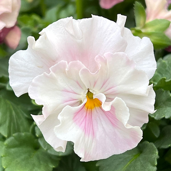 うえたコレクションビオラ：シャボンドール3.5号ポット