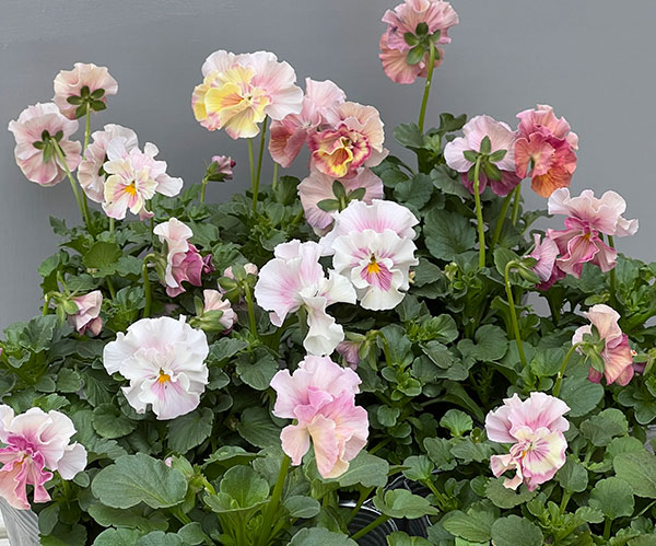 うえたコレクションビオラ：シャボンドール3.5号ポット