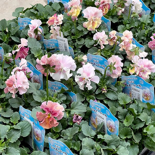 うえたコレクションビオラ：シャボンドール3.5号ポット