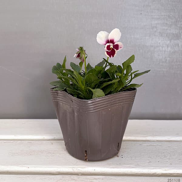 うえたコレクションビオラ:エマーラブ3.5号ポット