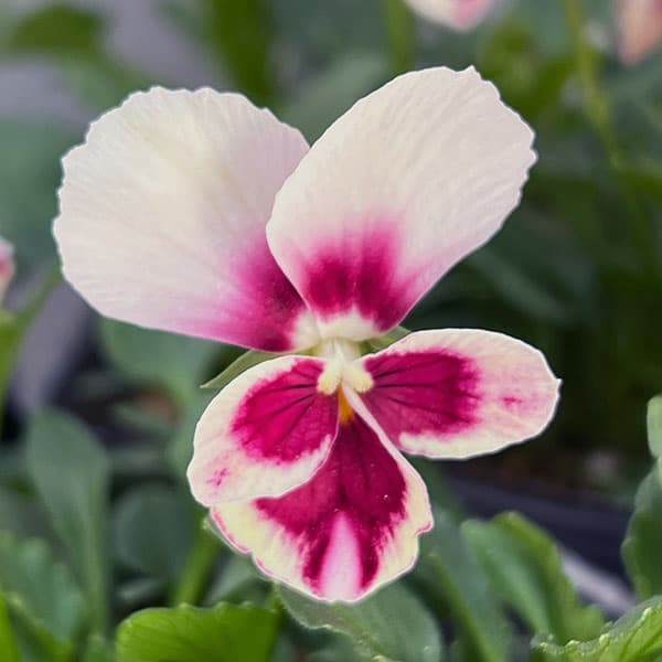 うえたコレクションビオラ:エマーラブ3.5号ポット