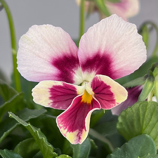 うえたコレクションビオラ:エマーラブ3.5号ポット