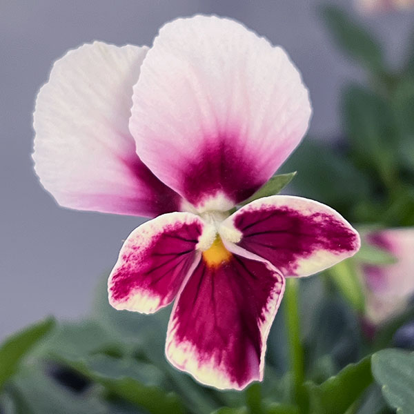 うえたコレクションビオラ:エマーラブ3.5号ポット