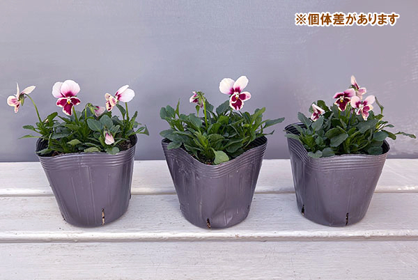 うえたコレクションビオラ:エマーラブ3.5号ポット