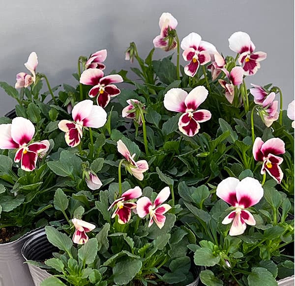 うえたコレクションビオラ:エマーラブ3.5号ポット