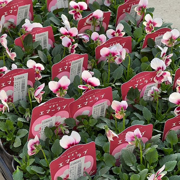 うえたコレクションビオラ:エマーラブ3.5号ポット