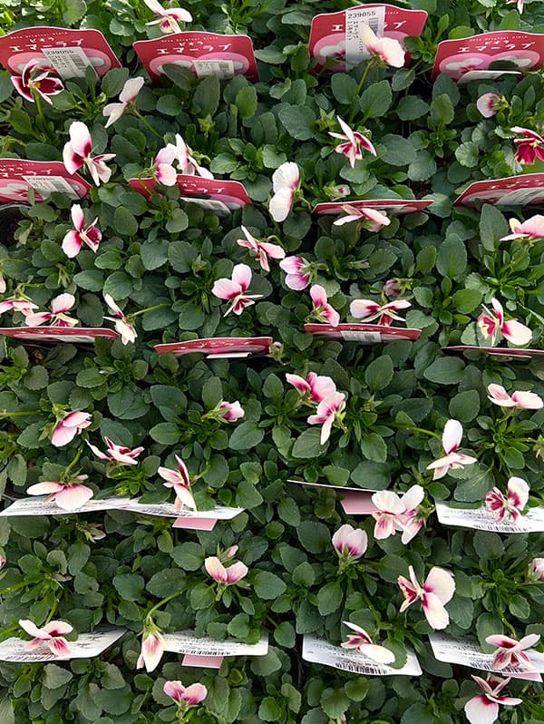 うえたコレクションビオラ:エマーラブ3.5号ポット