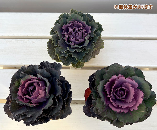 ハボタン：フレスコ　ロマネフリル3号ポット