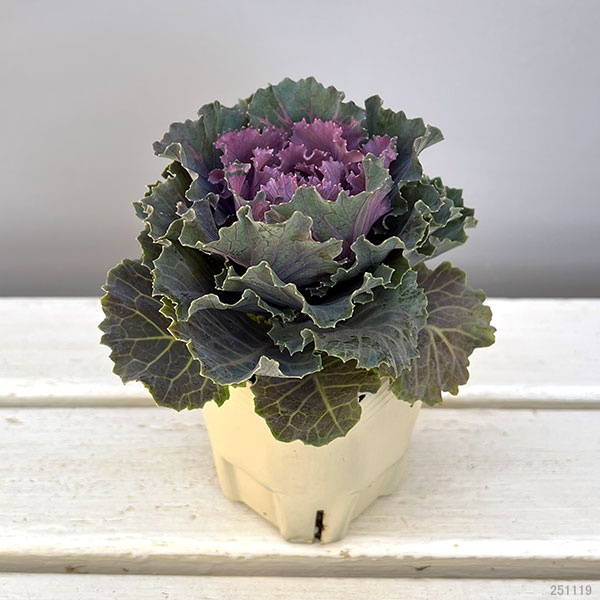 ハボタン：フレスコ　ロマネフリル3号ポット