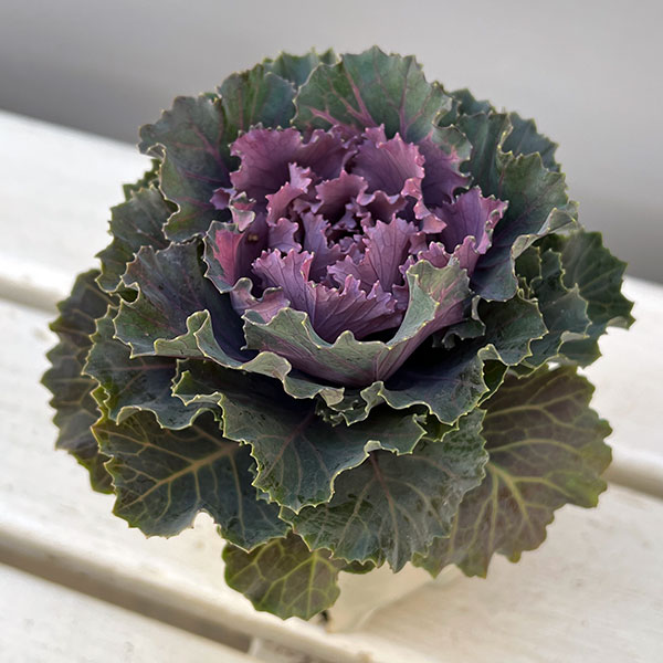 ハボタン：フレスコ　ロマネフリル3号ポット