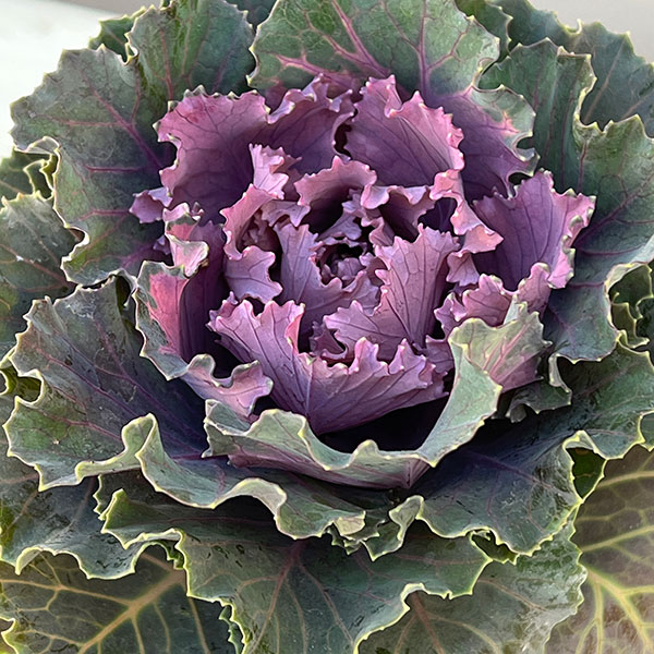 ハボタン：フレスコ　ロマネフリル3号ポット