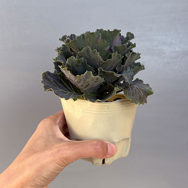 ハボタン：フレスコ　ロマネフリル3号ポット