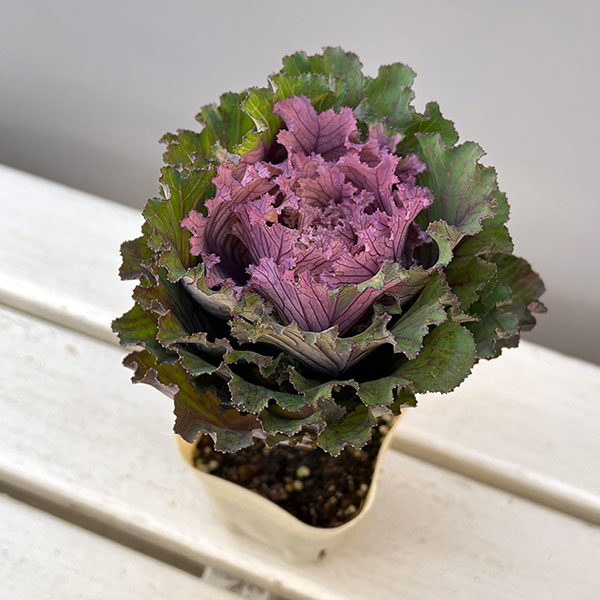 ハボタン:フレスコ グラッフィート3号ポット