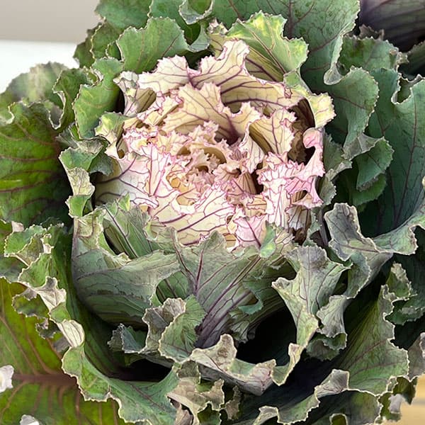 ハボタン:フレスコ グラッフィート3号ポット