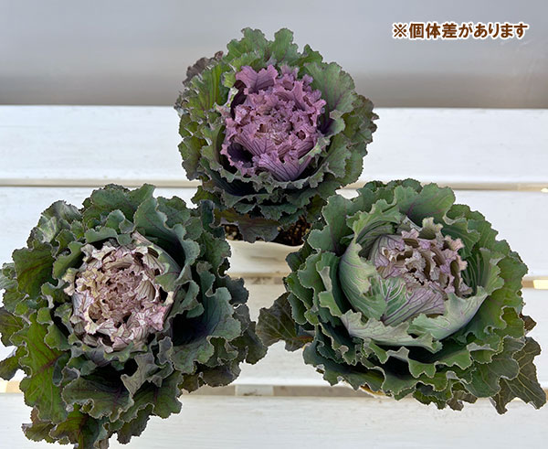 ハボタン:フレスコ グラッフィート3号ポット