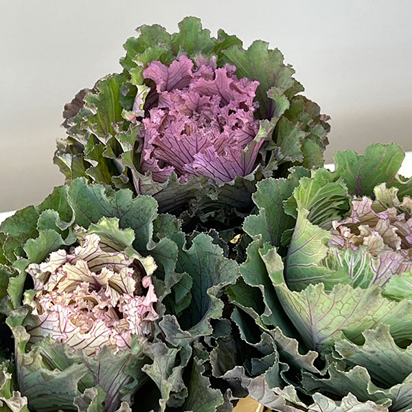 ハボタン:フレスコ グラッフィート3号ポット