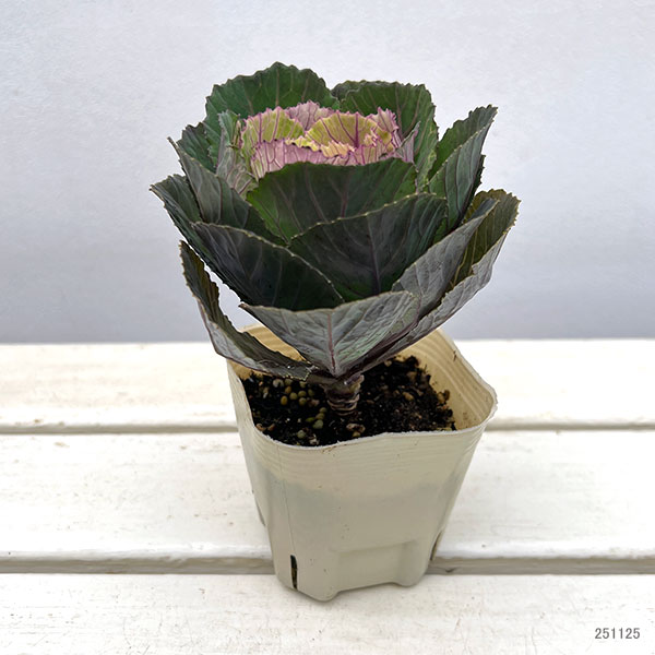 ハボタン：フレスコ　ウォールクラック3号ポット