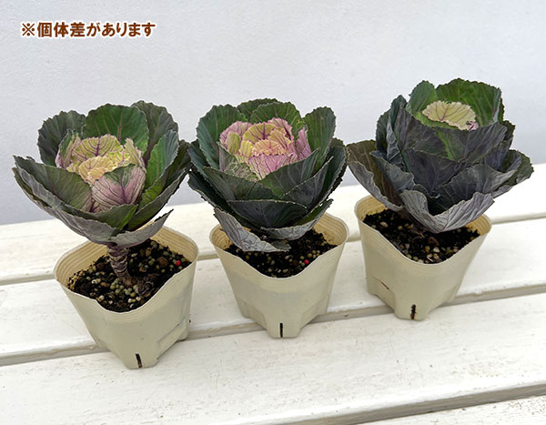 ハボタン：フレスコ　ウォールクラック3号ポット