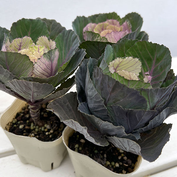 ハボタン：フレスコ　ウォールクラック3号ポット