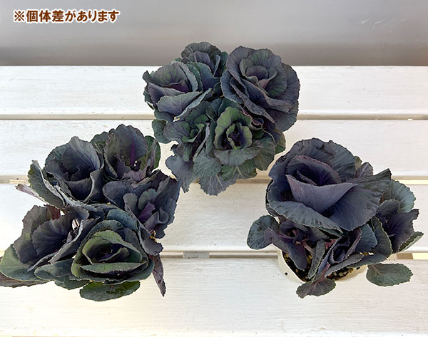 ハボタン：セッション　スモーキー3号ポット