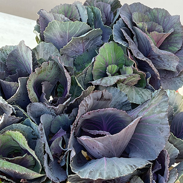 ハボタン：セッション　スモーキー3号ポット