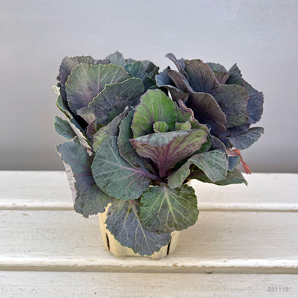 ハボタン：セッション　スモーキー3号ポット