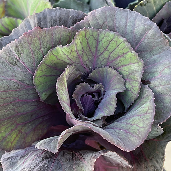 ハボタン：セッション　スモーキー3号ポット