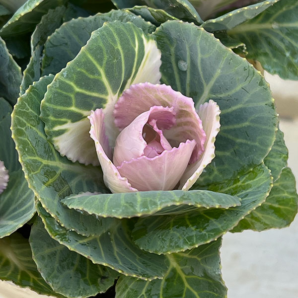 ハボタン:セッション スイートベリー3号ポット