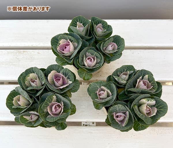 ハボタン:セッション スイートベリー3号ポット