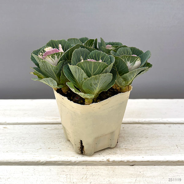 ハボタン:セッション スイートベリー3号ポット