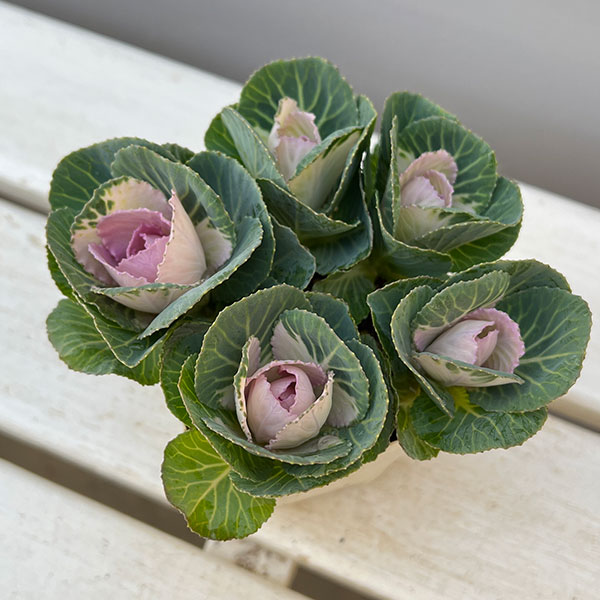 ハボタン:セッション スイートベリー3号ポット