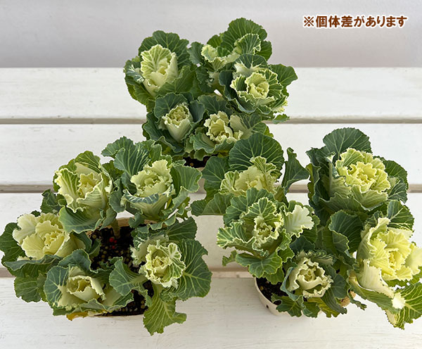 ハボタン：セッション　マシュマロ3号ポット