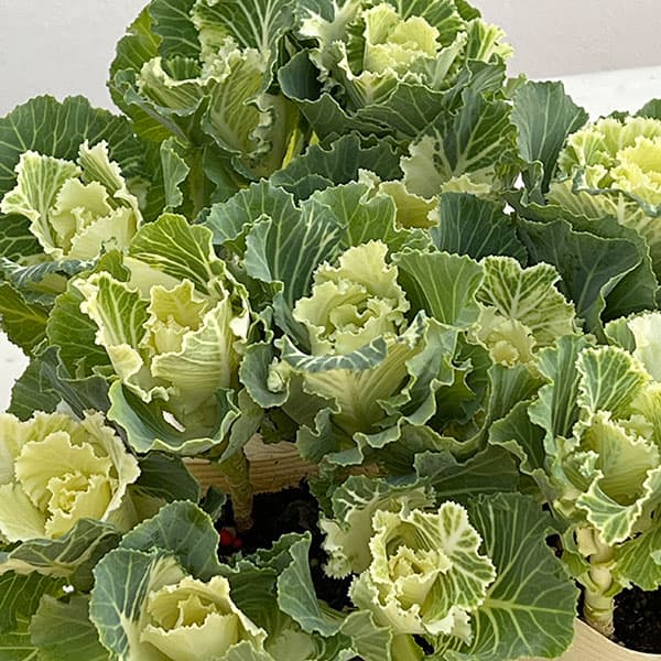 ハボタン：セッション　マシュマロ3号ポット